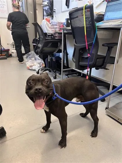 An adult medium-sized male Mixed Breed dog named George for adoption in West Chester, PA