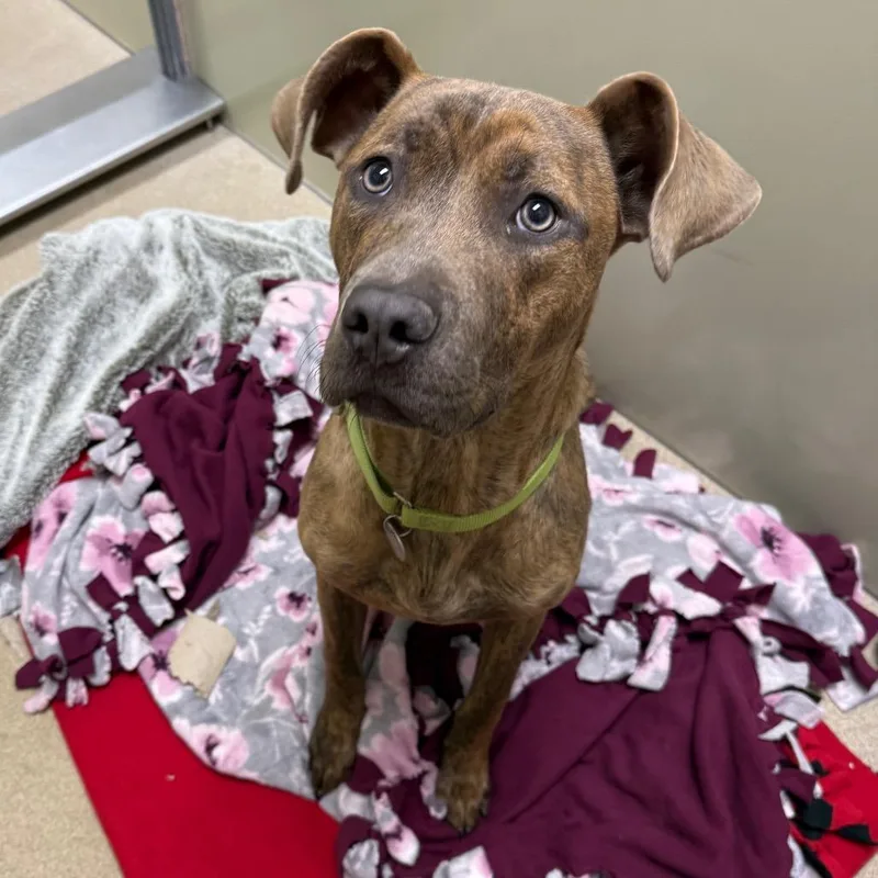 A young medium-sized male Gray / Blue / Silver Terrier dog named Tompkins for adoption in Brookfield, WI