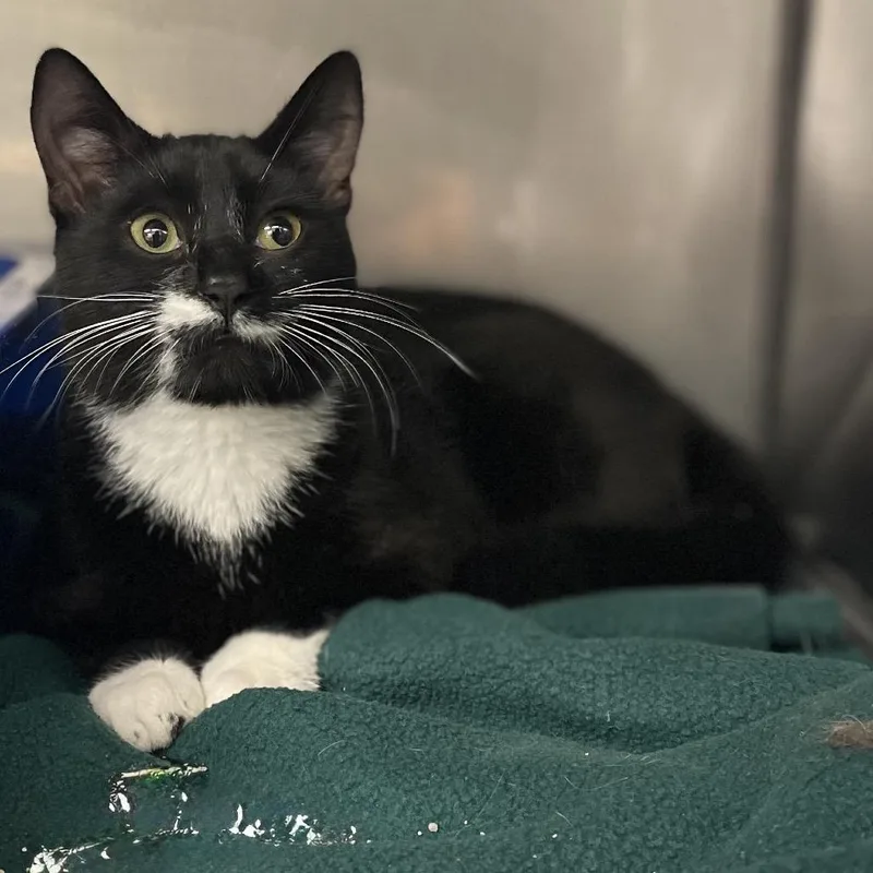 A young medium-sized male Black Domestic Short Hair cat named Bob for adoption in Lake Panasoffkee, FL