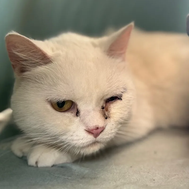 A senior medium-sized female White Domestic Short Hair cat named Britney for adoption in Brimfield, MA