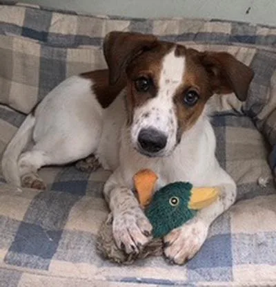 A baby small-sized female Jack Russell Terrier dog named Waffle for adoption in Moab, UT