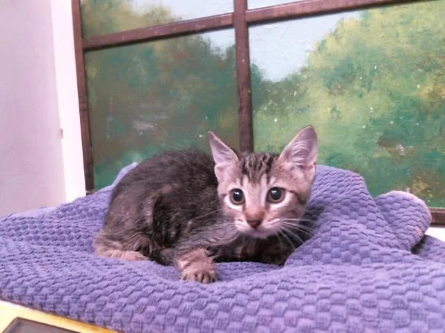 A baby small-sized female Domestic Short Hair cat named Fairy for adoption in Houston, TX