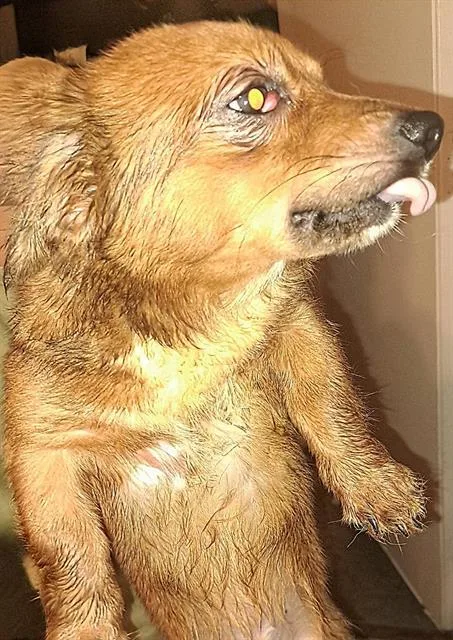 A young small-sized male Chihuahua dog named Flyte for adoption in San Antonio, TX