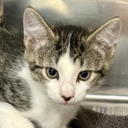 A baby medium-sized male Domestic Short Hair cat named Taco for adoption in Sacramento, CA