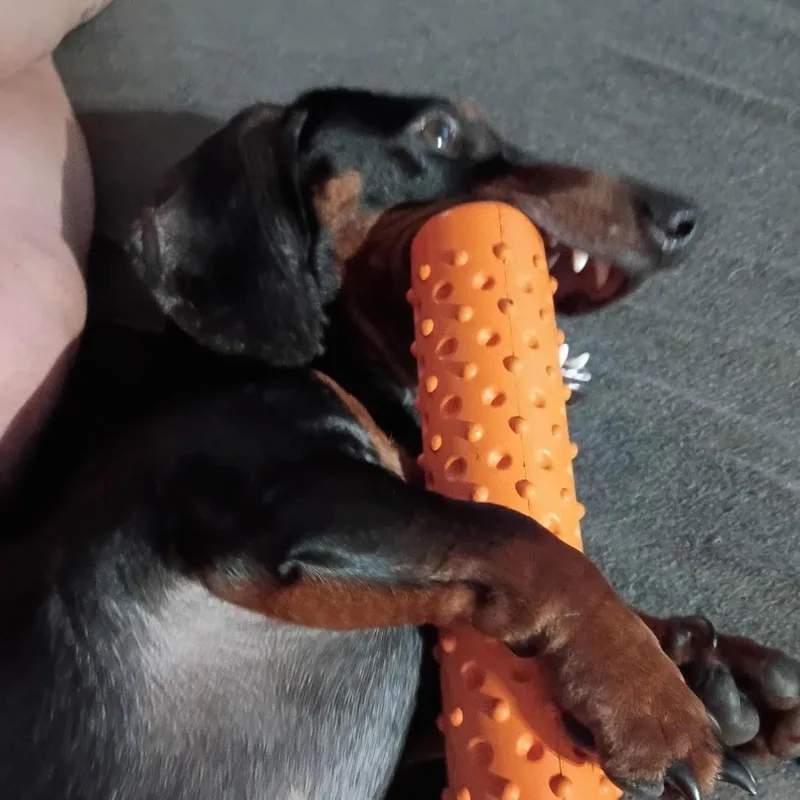An adult small-sized male Bicolor Dachshund dog named Oscar Meyer for adoption in CORPUS CHRISTI, TX