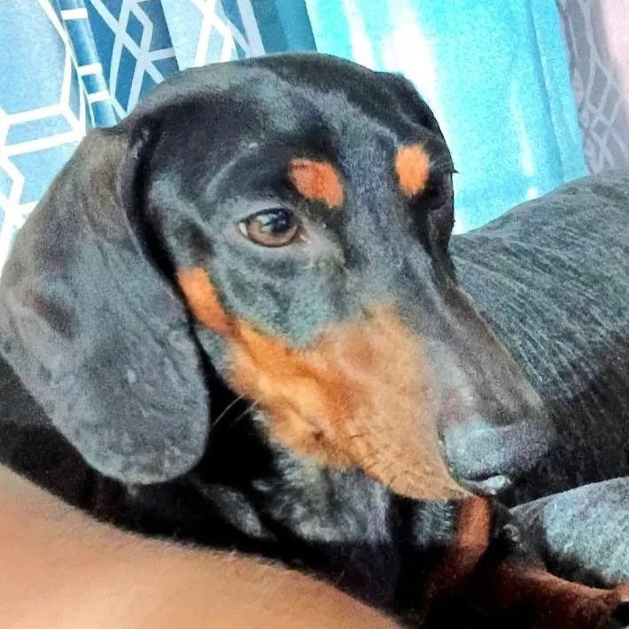 Oscar Meyer thumbnail 2