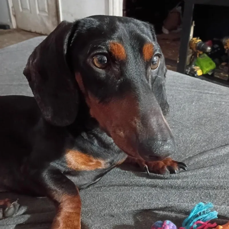Oscar Meyer thumbnail 3