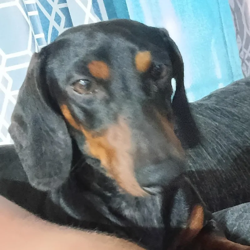 Oscar Meyer thumbnail 4