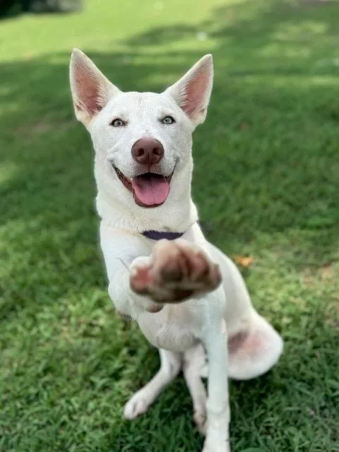 A baby large-sized male Husky dog named Meiko for adoption in Princeton, MA