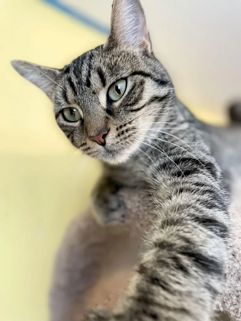 Blue Jay thumbnail 2