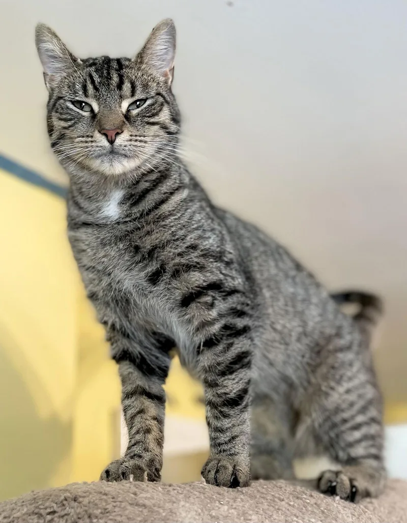 Blue Jay thumbnail 3