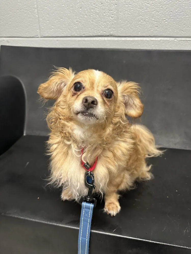 An adult small-sized male Yellow / Tan / Blond / Fawn Mixed Breed dog named Whitey for adoption in Alexandria, VA
