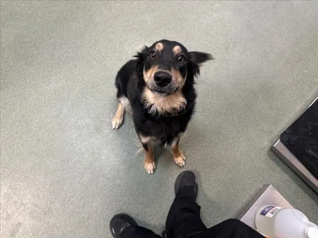 A young large-sized female Mixed Breed dog named Maggie for adoption in Santa Fe, NM