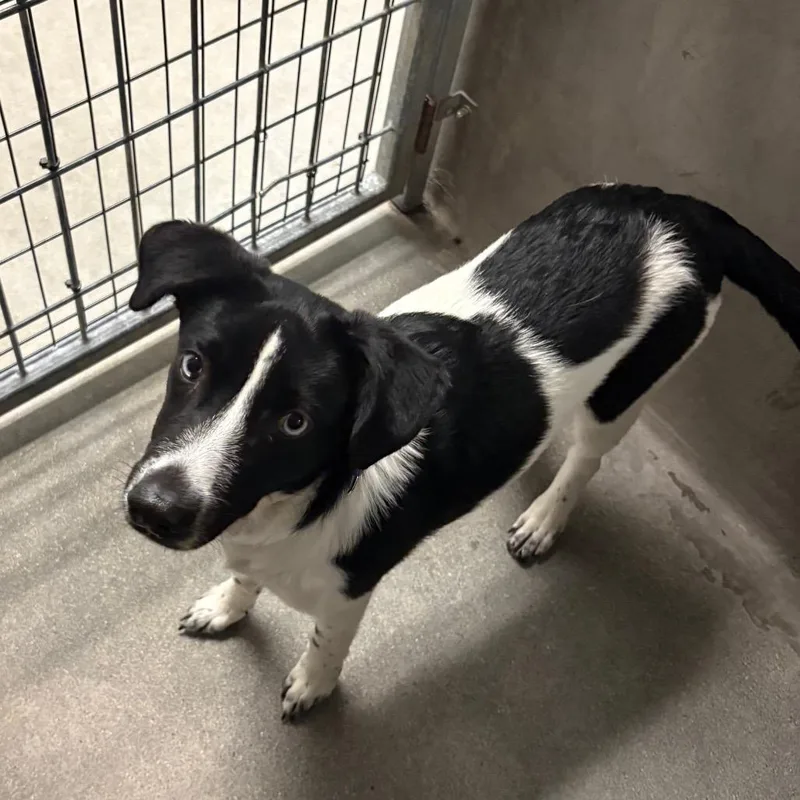 A baby small-sized male Border Collie dog named Leo A for adoption in Mission Hills, CA