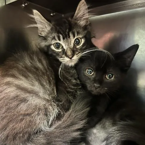 A baby small-sized male Brown / Chocolate Domestic Short Hair cat named Wilber Whiskers for adoption in Dayton, OH