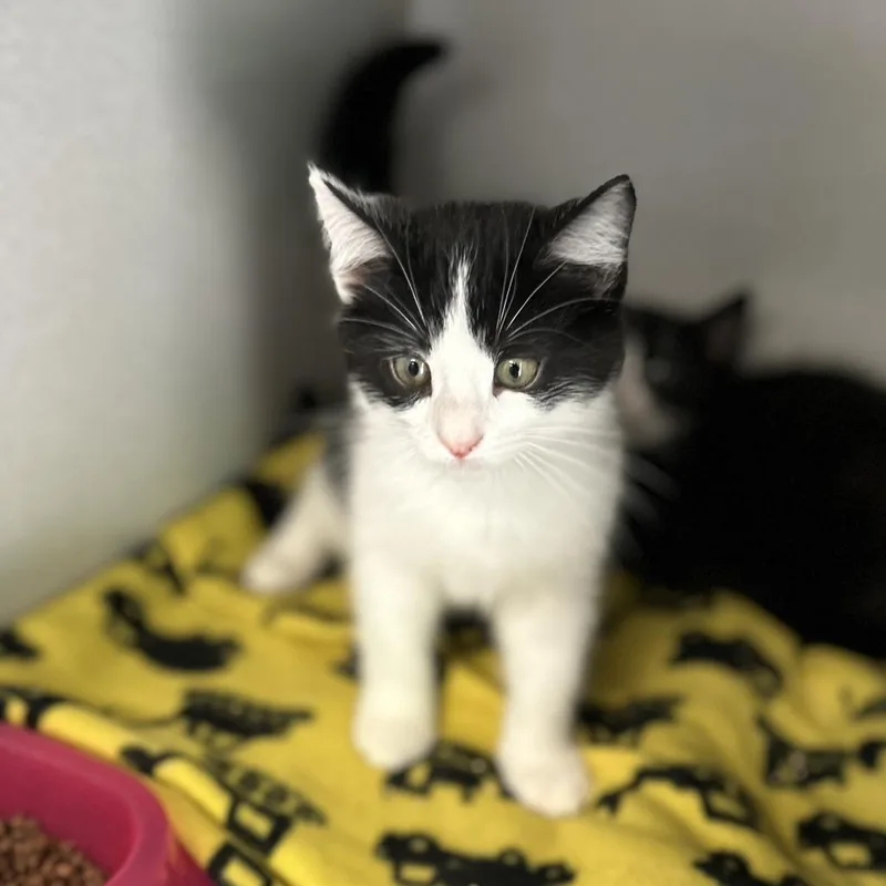 A baby medium-sized male Black Domestic Short Hair cat named Turbo for adoption in Davenport, IA