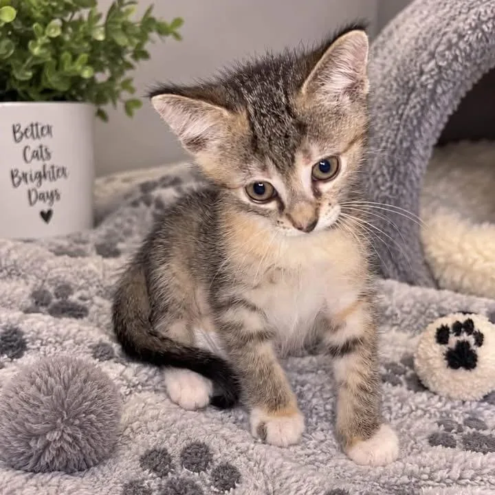 A baby small-sized female Torbie cat named Piper for adoption in Andover, MN