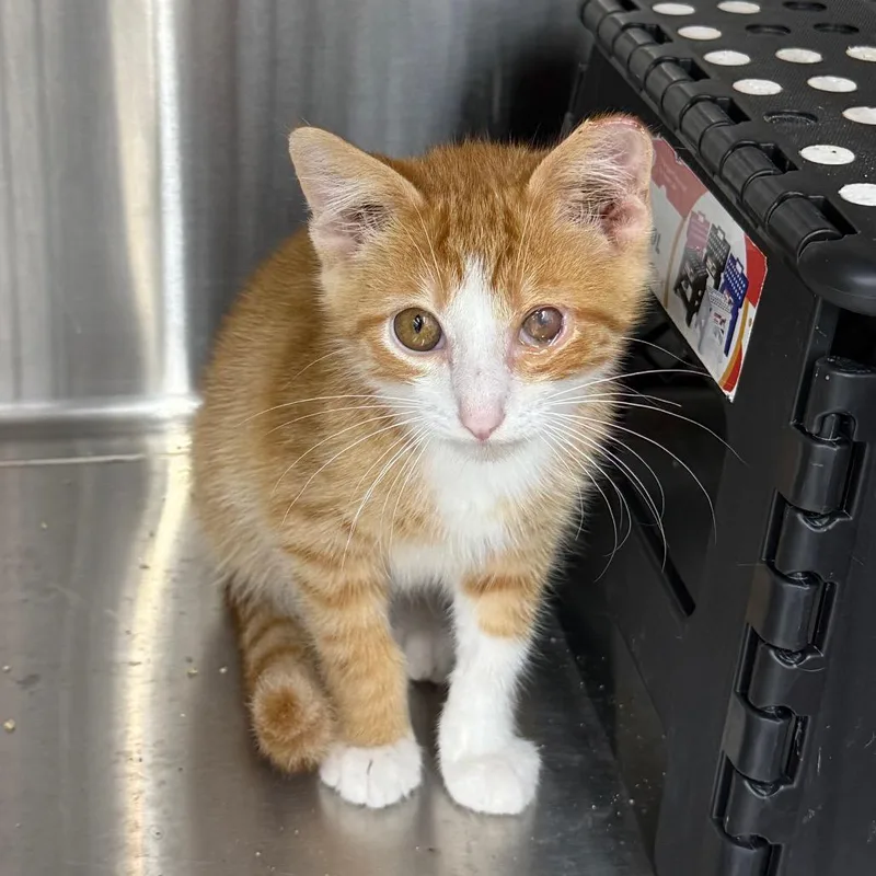 A baby medium-sized male Orange / Red Domestic Short Hair cat named Fanta for adoption in Richmond, MO