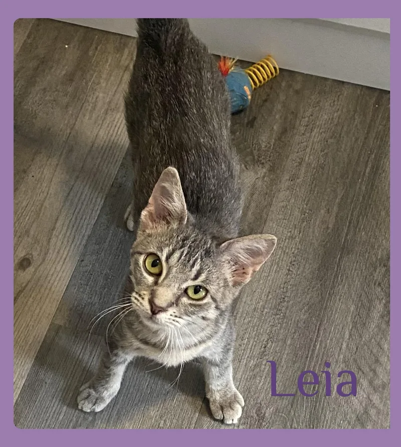 A baby medium-sized female Tabby (Gray / Blue / Silver) Tabby cat named Leia for adoption in Lawton, OK