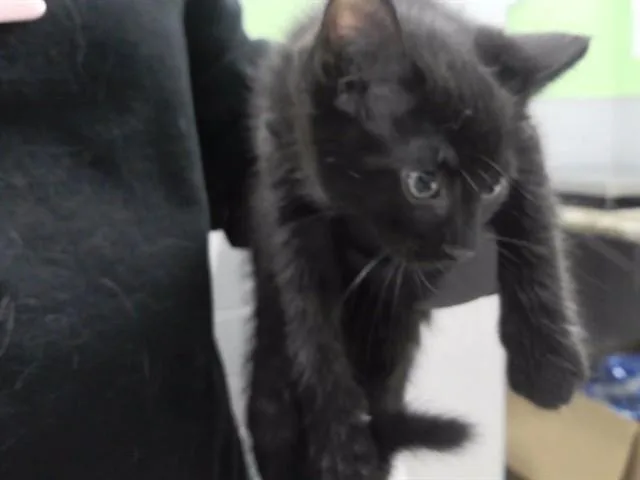 A baby small-sized male Domestic Short Hair cat named Emmy Demmy Dong for adoption in Omaha, NE