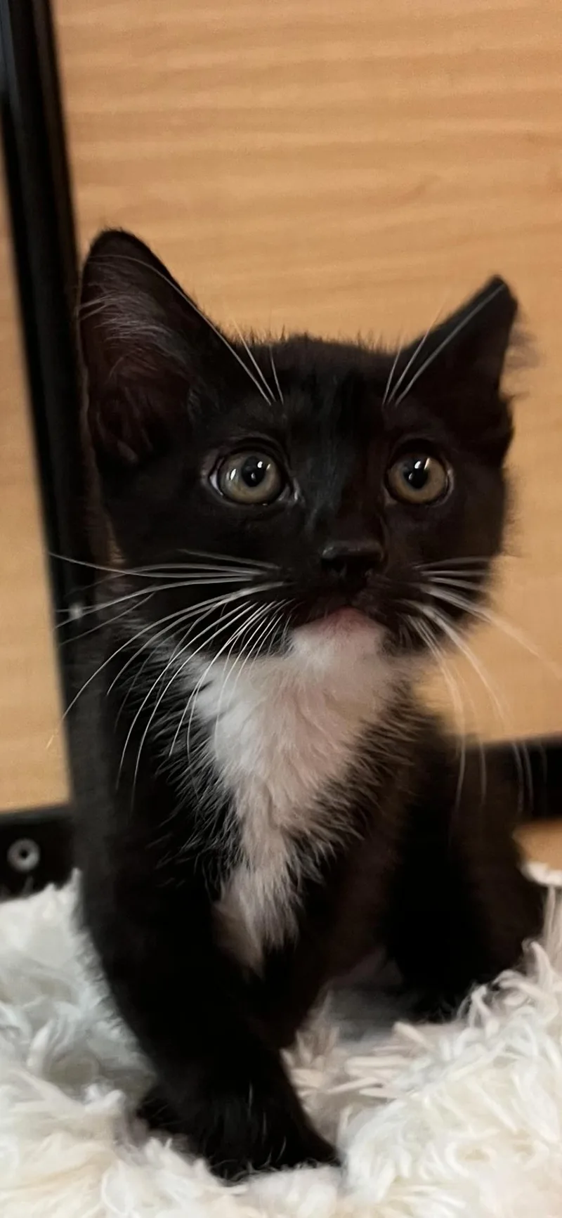 A young medium-sized male Black & White / Tuxedo Domestic Short Hair cat named Markie for adoption in Scottsdale, AZ