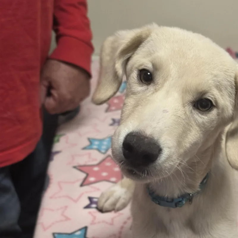 A baby medium-sized female Labrador Retriever dog named Puptart for adoption in Lacona, NY