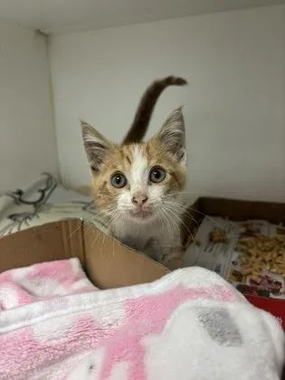 A baby small-sized male Domestic Short Hair cat named Scrat for adoption in Manteo, NC