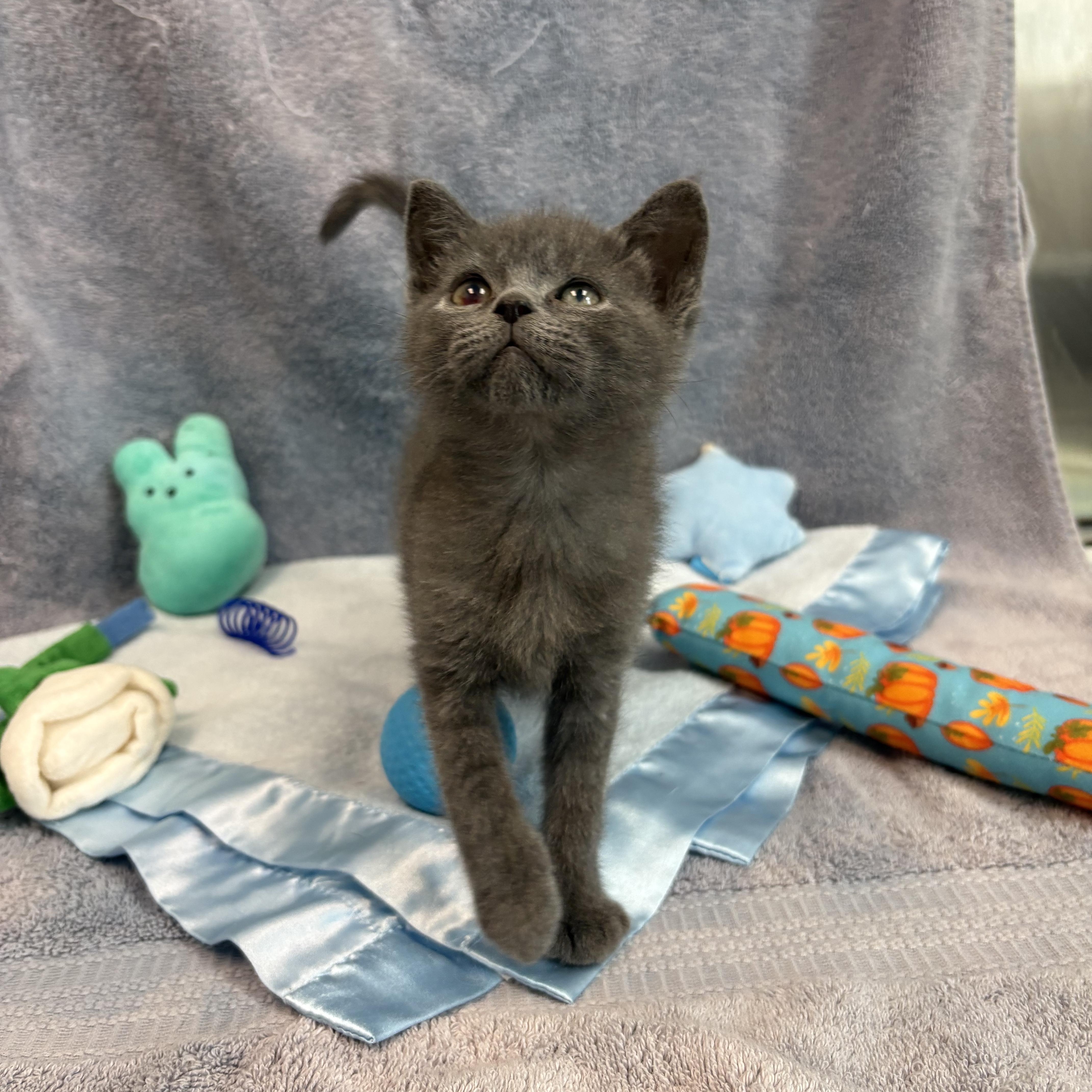 A baby medium-sized female Gray / Blue / Silver Domestic Short Hair cat named Panda for adoption in Bear, DE