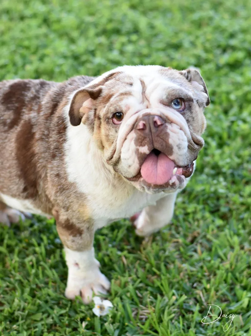 An adult medium-sized female English Bulldog dog named Daisy for adoption in Montgomery, TX