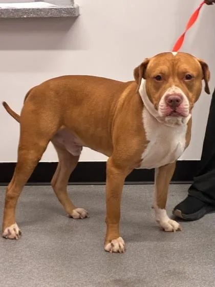 An adult medium-sized male Mixed Breed dog named Texas Roadhouse for adoption in West Chester, PA