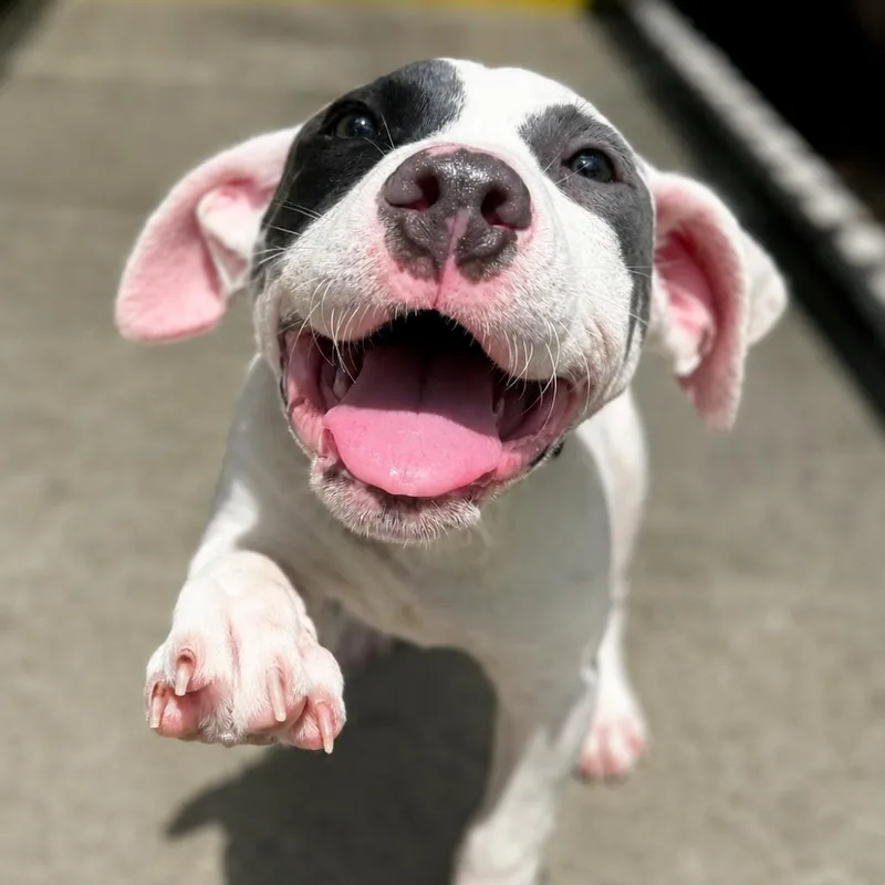 A baby medium-sized male White / Cream Mixed Breed dog named Tate for adoption in Bradenton, FL