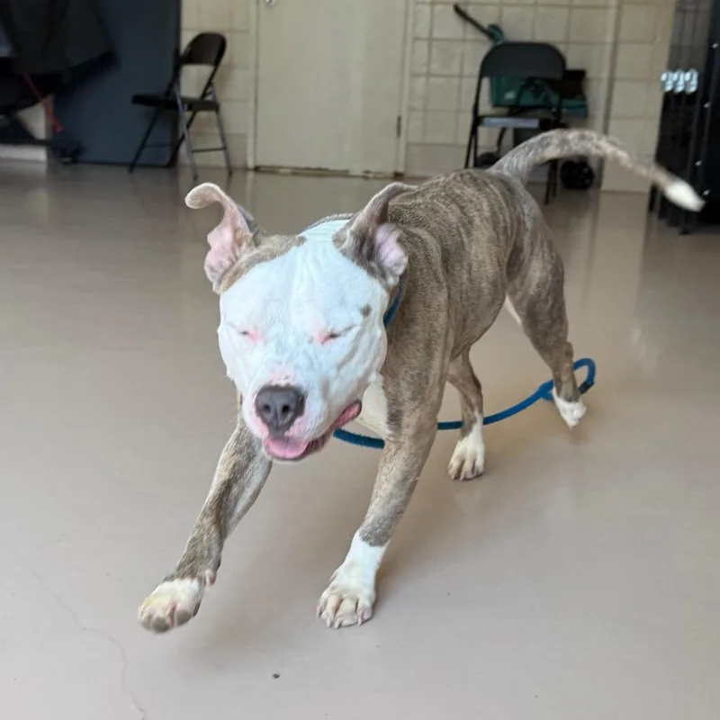 An adult medium-sized female White / Cream American Staffordshire Terrier dog named "Princess Poppy" for adoption in Perkiomenville, PA