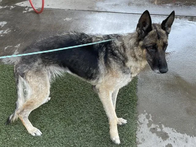 A senior large-sized female German Shepherd Dog dog named A for adoption in Modesto, CA