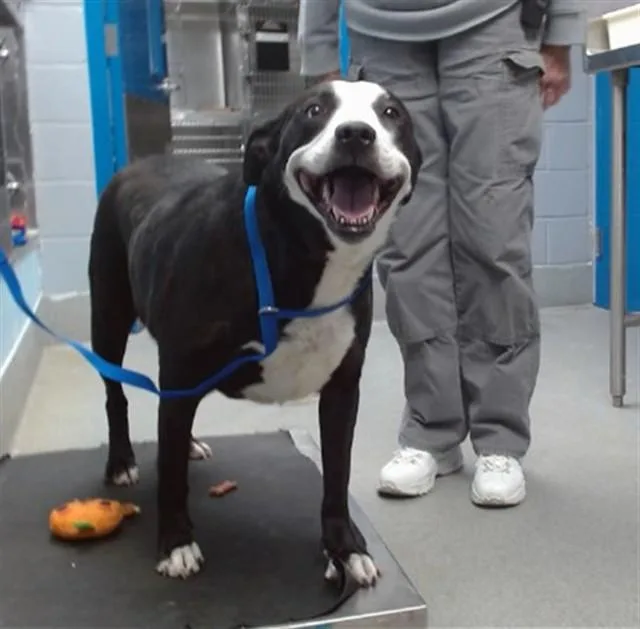 An adult medium-sized female Pit Bull Terrier dog named Freya for adoption in Albuquerque, NM