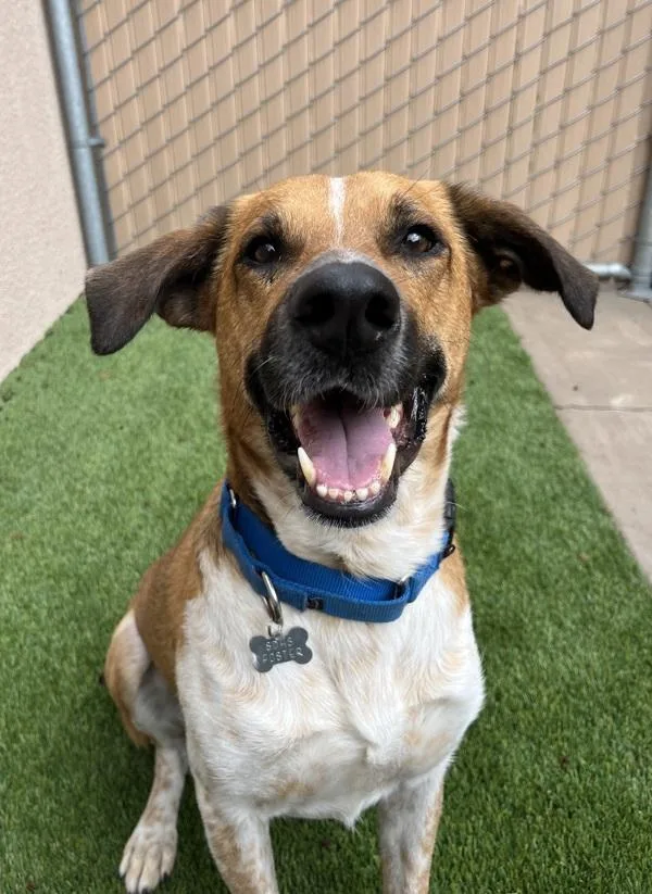 An adult large-sized male Shepherd dog named Rawlf for adoption in San Diego, CA