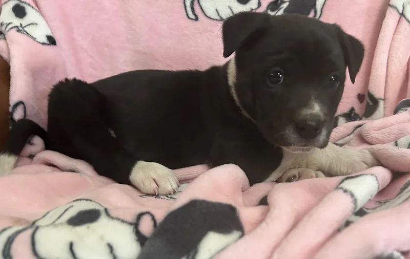 Snap Cereal thumbnail 2