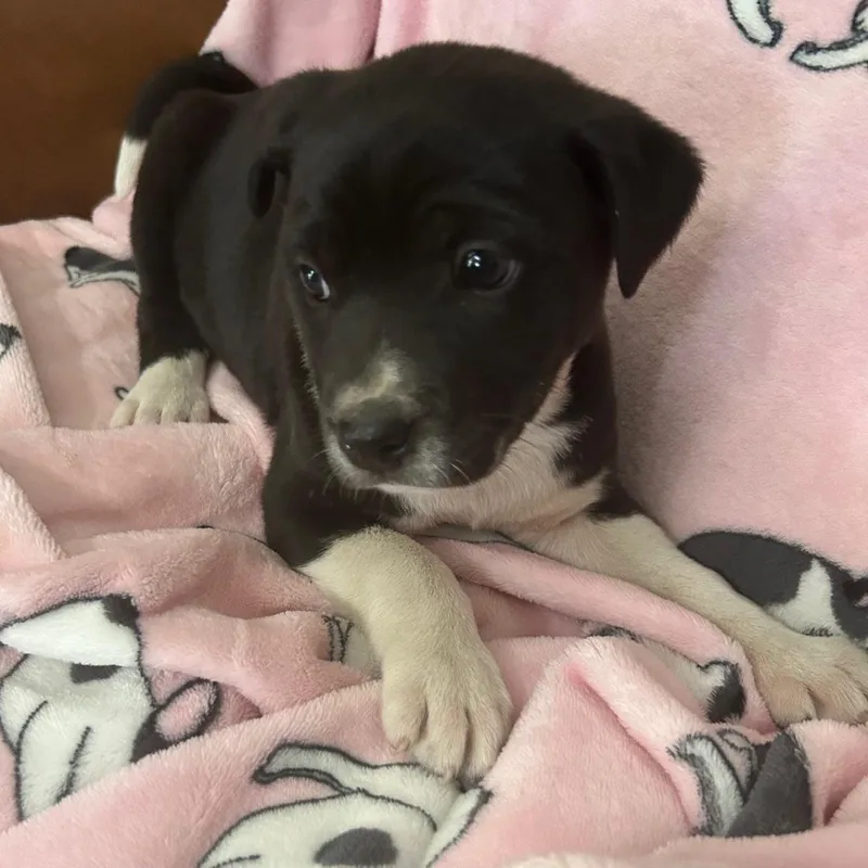 Snap Cereal thumbnail 3