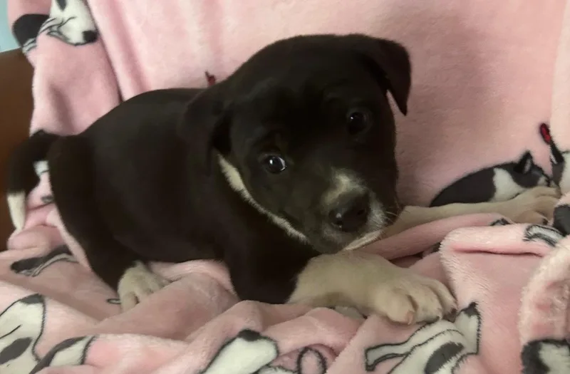 Snap Cereal thumbnail 4