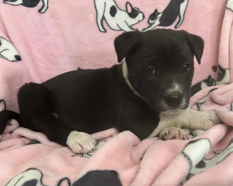 Snap Cereal thumbnail 5