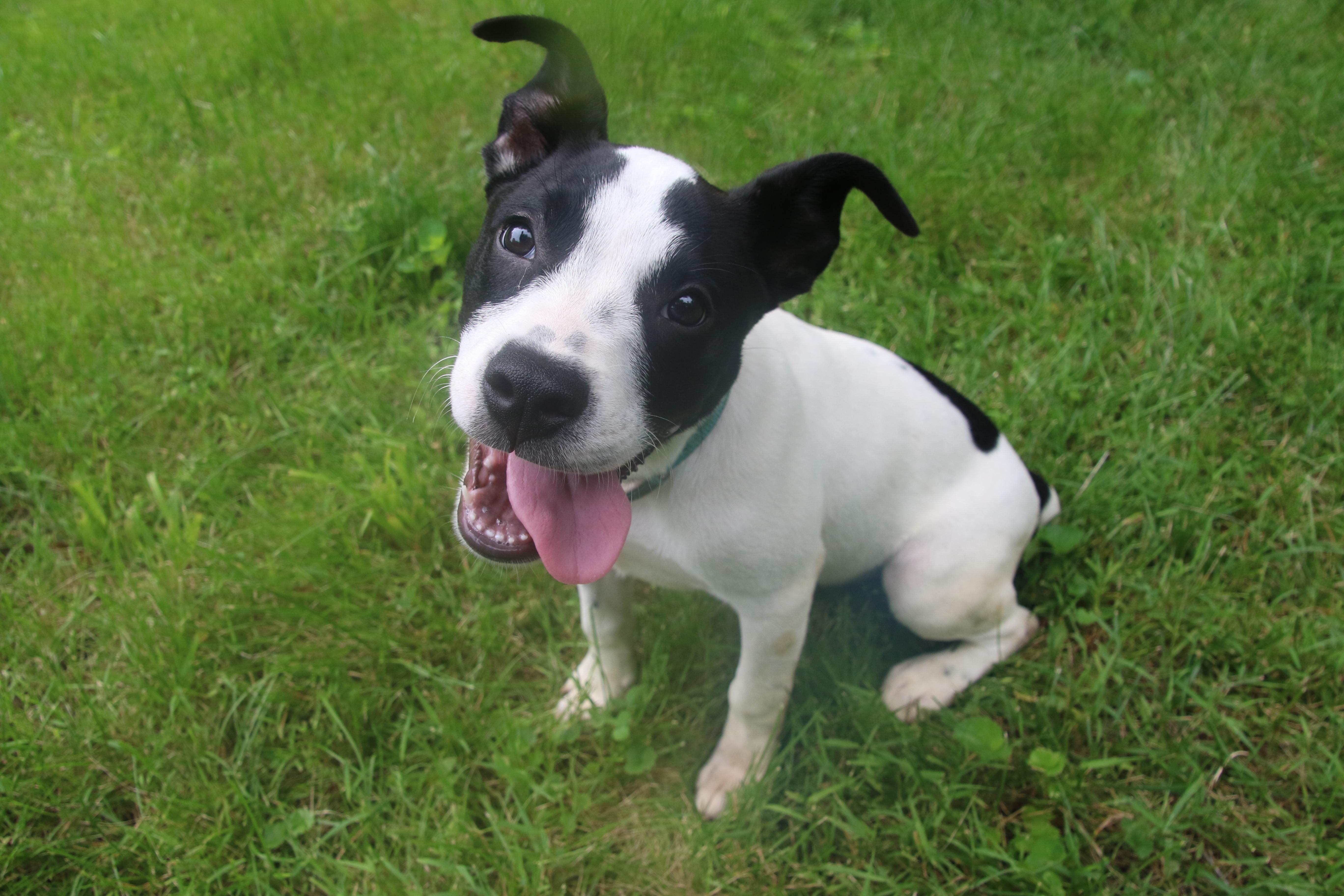 A baby medium-sized male Labrador Retriever dog named Monroe for adoption in Aurora, IL
