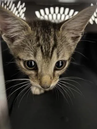 A baby small-sized male Domestic Short Hair cat named Todd for adoption in Cumming, GA