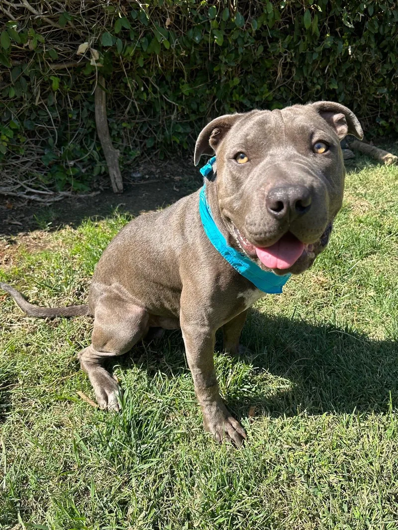 An adult medium-sized male Pit Bull Terrier dog named Boris for adoption in Redlands, CA