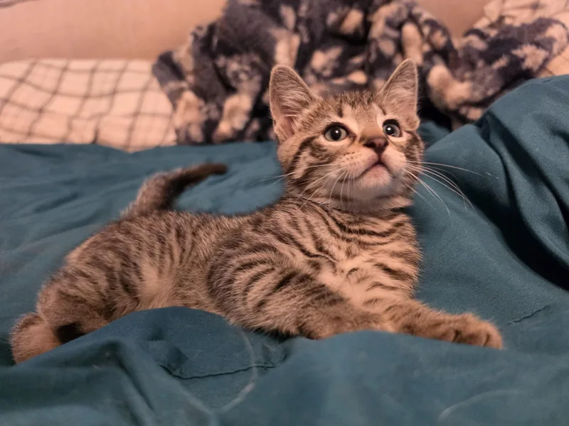 A baby medium-sized male Domestic Short Hair cat named Robert for adoption in Portland, OR