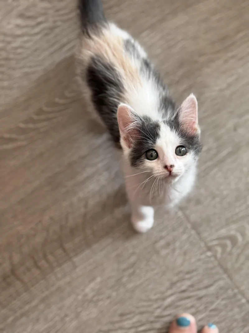 A baby small-sized male Domestic Medium Hair cat named Umbreon for adoption in Long Beach, CA