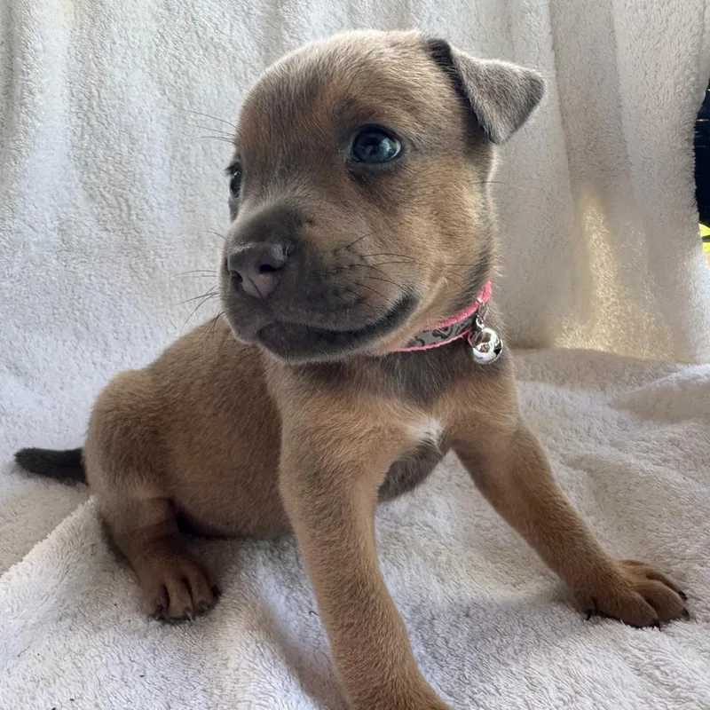 A baby medium-sized female Sable Mixed Breed dog named Betsy for adoption in Frederiksted, VI