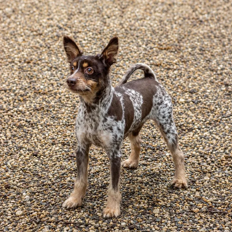 An adult small-sized male Brown / Chocolate Mixed Breed dog named Sundae for adoption in Hopkinton, MA