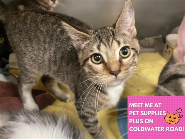 A baby small-sized female Domestic Short Hair cat named Jesse for adoption in Fort Wayne, IN