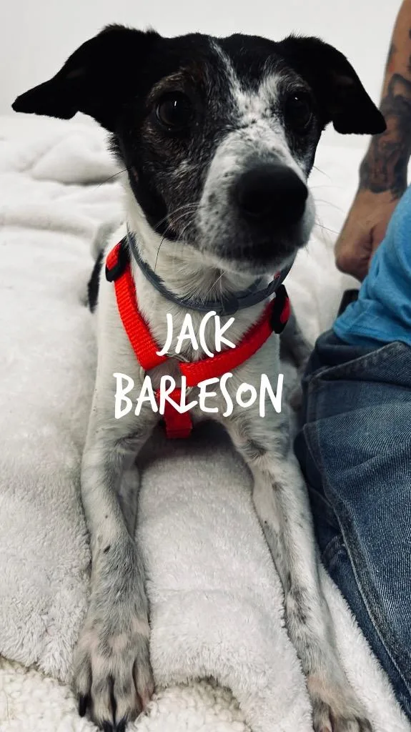 Jack Barkleson