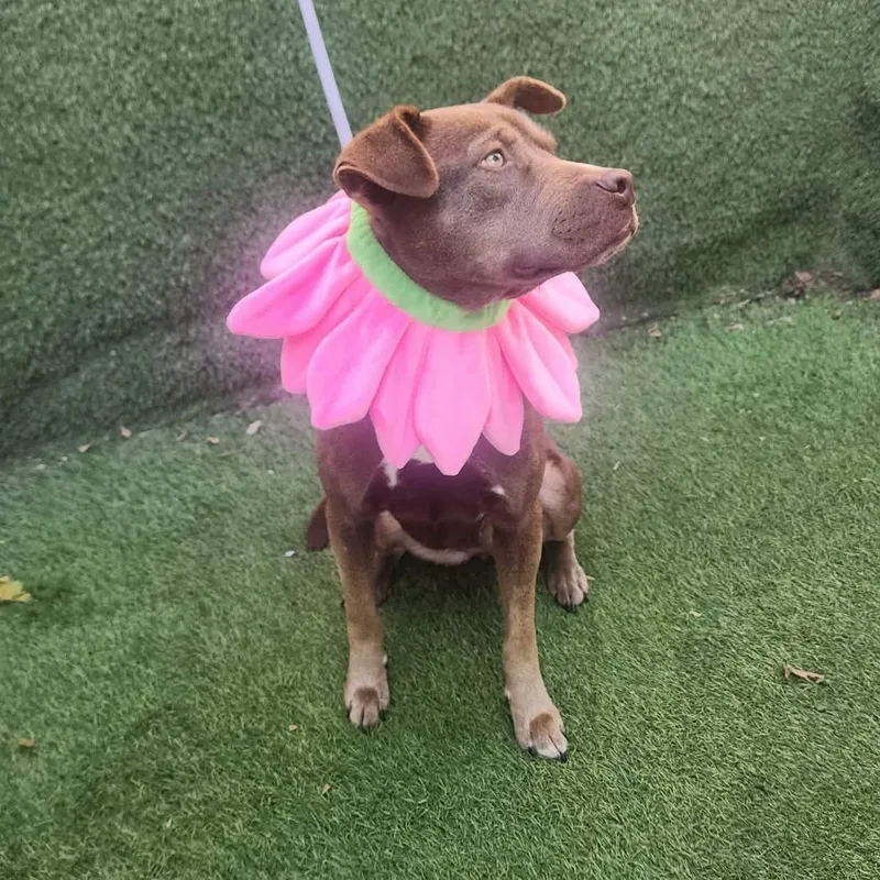 A young medium-sized female American Staffordshire Terrier dog named Dove for adoption in Oak Point, TX