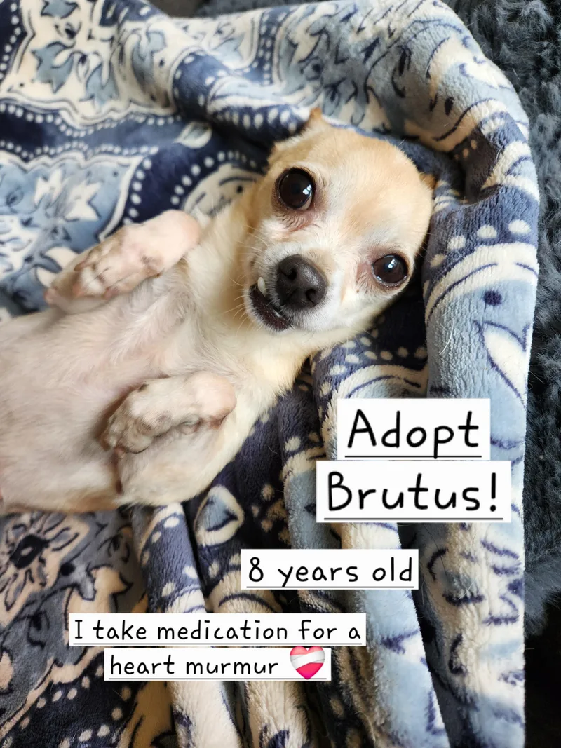 Brutus